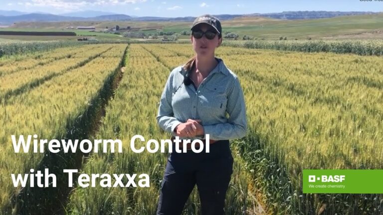 Understanding the Impact of Reddy Anna ID: Features, Benefits, and Its Role in the Reddy Book Club